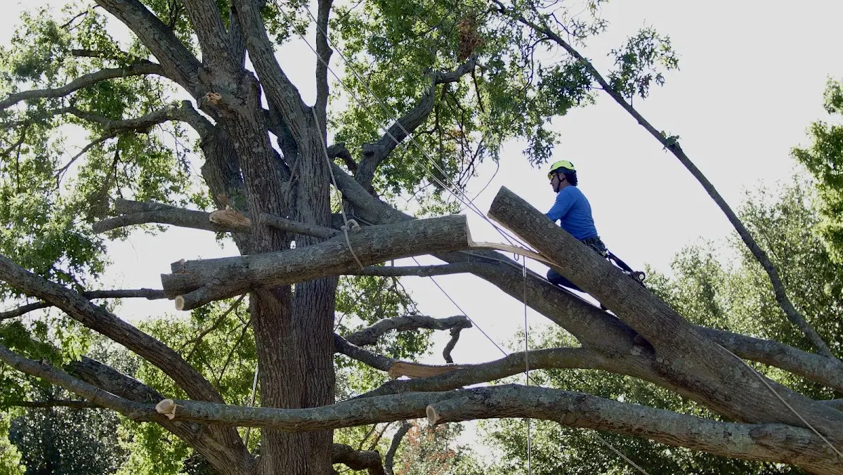 Professional Crown Thinning performed by certified arborists in Rye