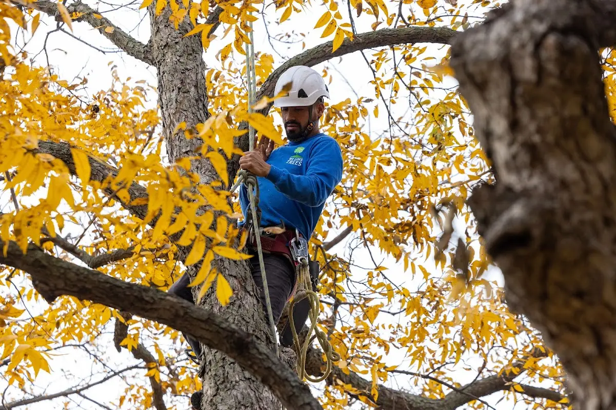Skilled Tree Planing crew working in Rye